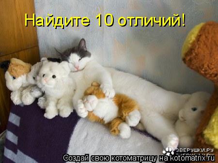 Котоматрица: Найдите 10 отличий!