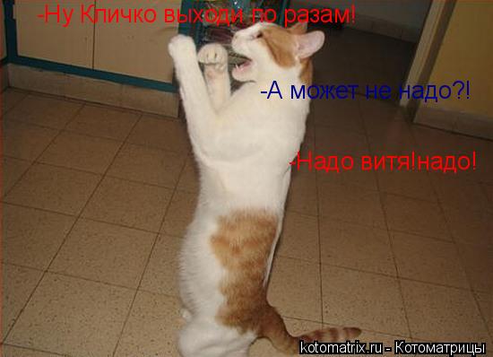 Котоматрица: -Ну Кличко выходи по разам! -А может не надо?! -Надо витя!надо!