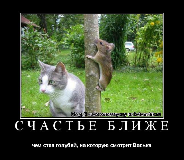 Котоматрица: Счастье ближе чем стая голубей, на которую смотрит Васька
