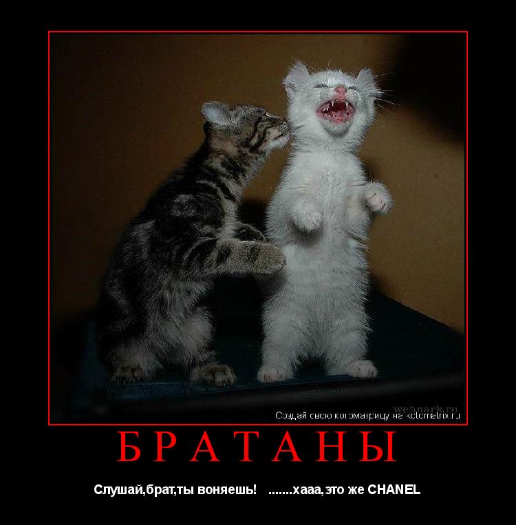 Братаны Слушай,брат,ты воняешь! .......хааа,это же CHANEL... Котоматрица: Братаны Слушай,брат,ты воняешь! .......хааа,это же CHANEL