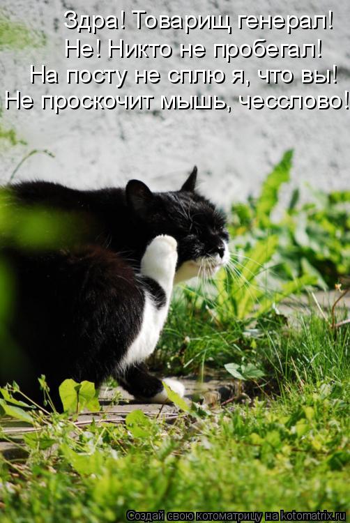 Котоматрица: Здра! Товарищ генерал!  Не! Никто не пробегал! На посту не сплю я, что вы! Не проскочит мышь, чесслово!