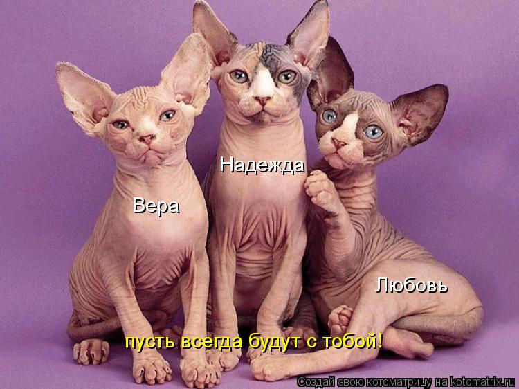 Котоматрица: Вера Надежда Любовь пусть всегда будут с тобой!