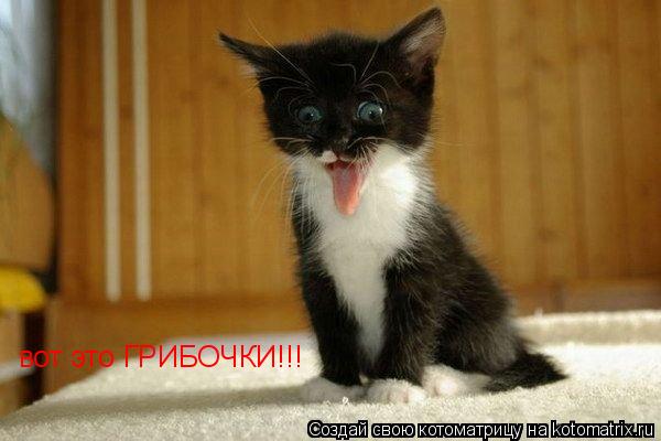вот это ГРИБОЧКИ!!!... Котоматрица: вот это ГРИБОЧКИ!!!