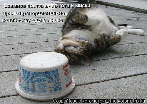 Взамное притяжение кота и миски прямо пропорционально количеству еды в миске... Котоматрица: Взамное притяжение кота и миски прямо пропорционально количеству еды в миске