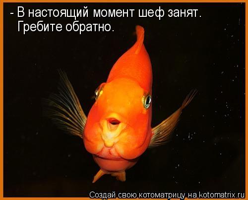 - В настоящий момент шеф занят. Гребите обратно.... Котоматрица: - В настоящий момент шеф занят. Гребите обратно.
