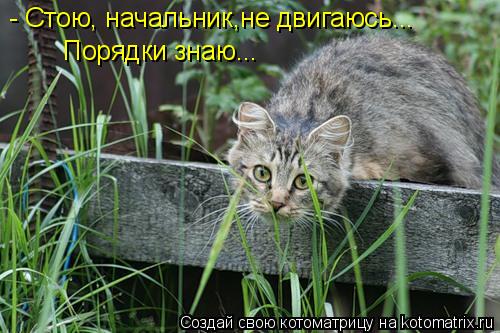 - Стою, начальник,не двигаюсь... Порядки знаю...... Котоматрица: - Стою, начальник,не двигаюсь... Порядки знаю...