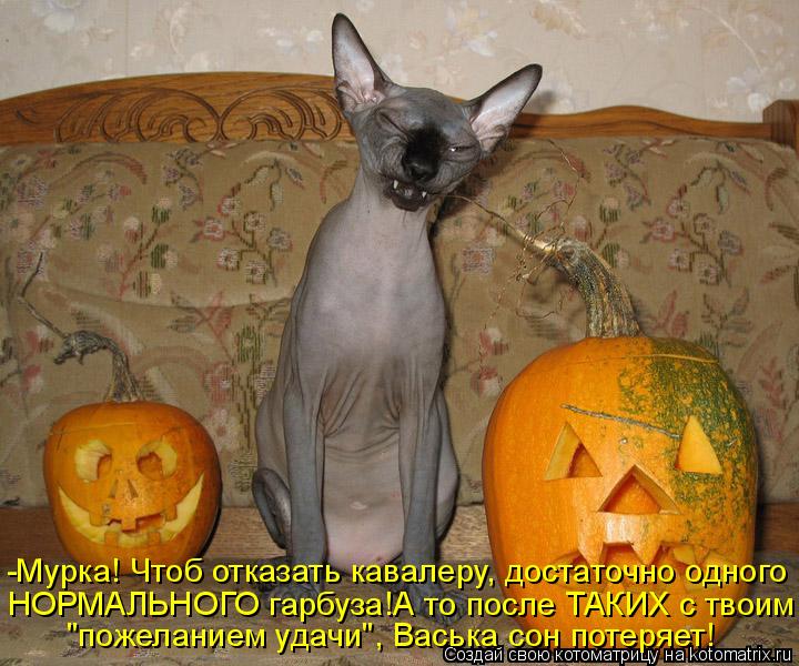 Котоматрица: -Мурка! Чтоб отказать кавалеру, достаточно одного  НОРМАЛЬНОГО гарбуза!А то после ТАКИХ с твоим "пожеланием удачи", Васька сон потеряет!