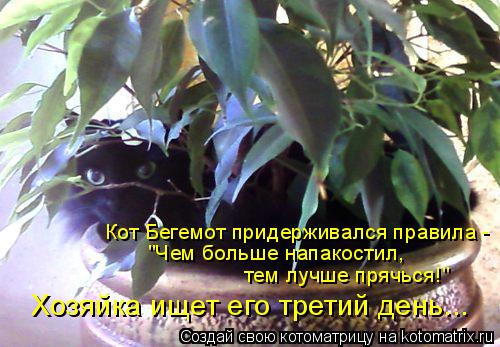Котоматрица: Кот Бегемот придерживался правила -  "Чем больше напакостил,  тем лучше прячься!" Хозяйка ищет его третий день...
