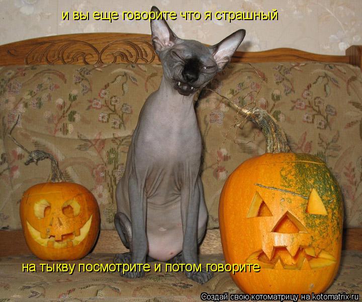 Котоматрица: и вы еще говорите что я страшный на тыкву посмотрите и потом говорите