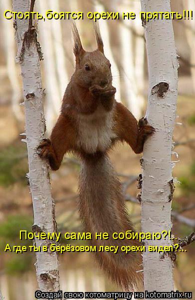 Котоматрица: Стоять,боятся орехи не прятать!!! Почему сама не собираю?!.. А где ты в берёзовом лесу орехи видел?...