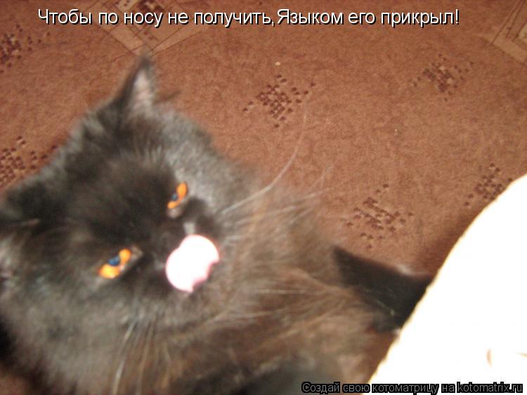 Котоматрица: Чтобы по носу не получить,Языком его прикрыл!