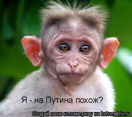 Я - на Путина похож?... Котоматрица: Я - на Путина похож?