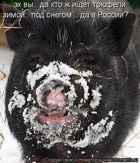 Котоматрица: эх вы.. да кто ж ищет трюфели  зимой.. под снегом .. да в России?