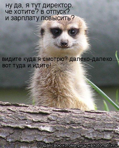 ну да, я тут директор. че хотите? в отпуск? и зарплату повысить? видите куда я смотрю? далеко-дале... Котоматрица: ну да, я тут директор. че хотите? в отпуск? и зарплату повысить? видите куда я смотрю? далеко-далеко.... вот туда и идите!