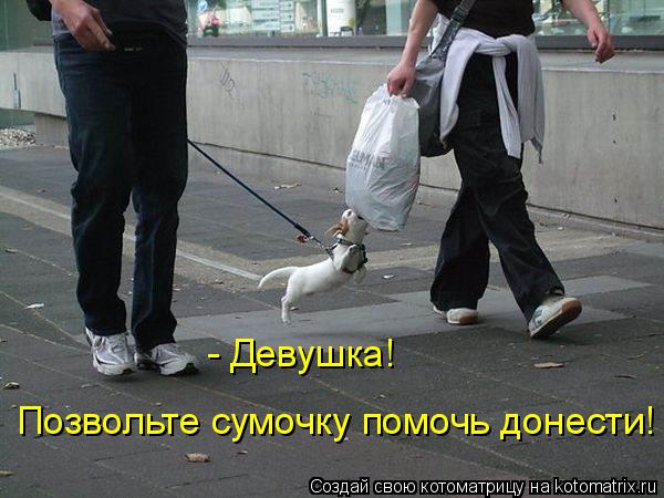 Котоматрица: - Девушка!  Позвольте сумочку помочь донести!