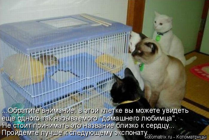 Котоматрица: ...Обратите внимание: в этой клетке вы можете увидеть  еще одного так называемого "домашнего любимца". Не стоит принимать это название близко