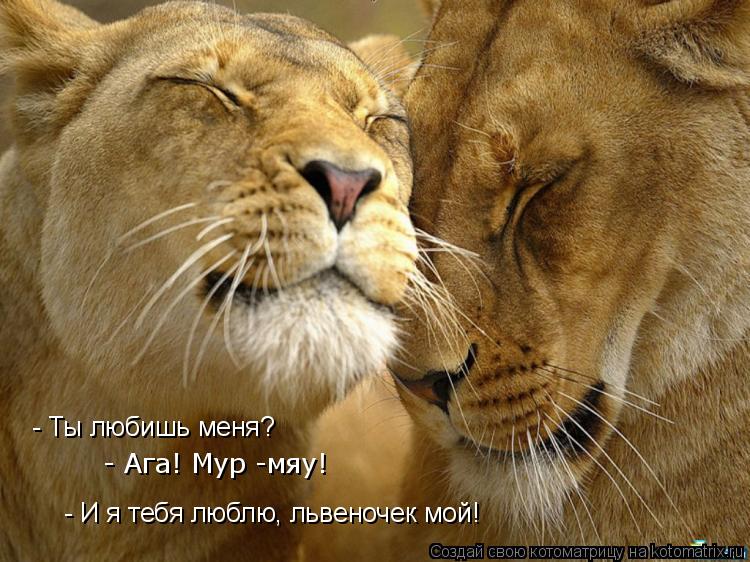 Котоматрица: - Ты любишь меня? - Ага! Мур -мяу! - И я тебя люблю, львеночек мой!