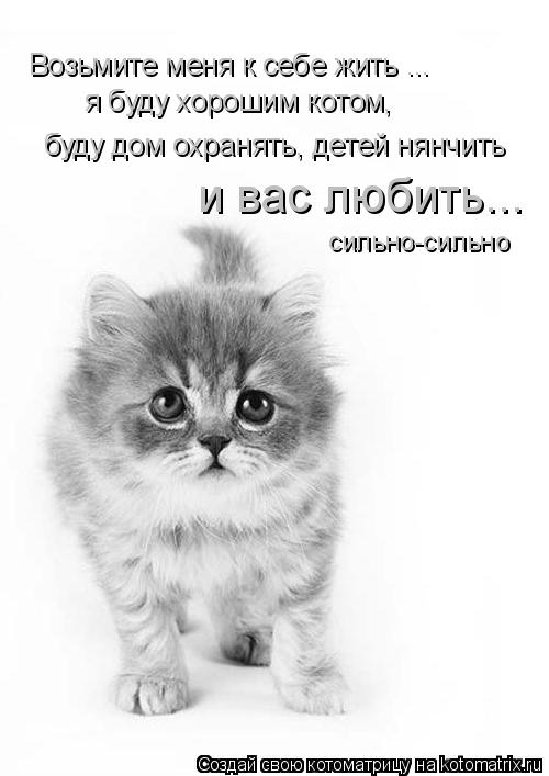 Котоматрица: Возьмите меня к себе жить ...  я буду хорошим котом,  буду дом охранять, детей нянчить и вас любить... сильно-сильно