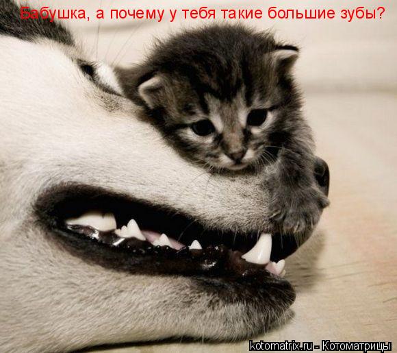 Котоматрица: Бабушка, а почему у тебя такие большие зубы?