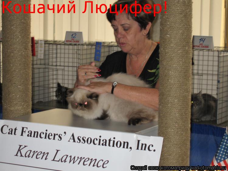 Котоматрица: Кошачий Люцифер! Кошачий Люцифер!