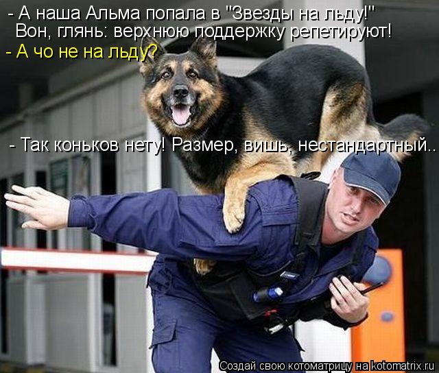 Котоматрица: - А наша Альма попала в "Звезды на льду!" Вон, глянь: верхнюю поддержку репетируют! - А чо не на льду? - Так коньков нету! Размер, вишь, нестандарт