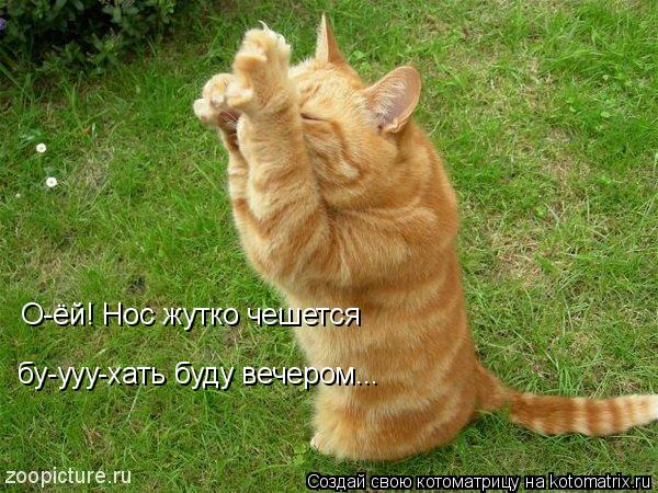 Котоматрица: О-ёй! Нос жутко чешется бу-ууу-хать буду вечером...