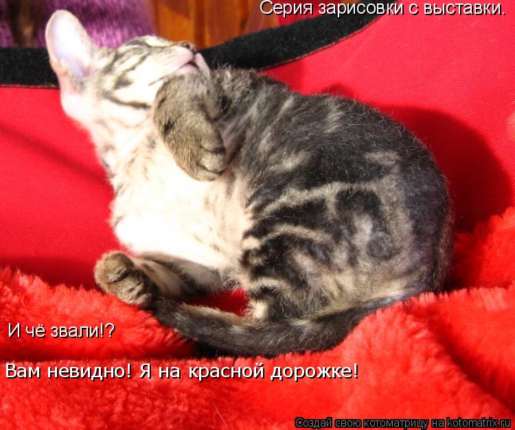 Котоматрица: Серия зарисовки с выставки. И чё звали!? Вам невидно! Я на красной дорожке!