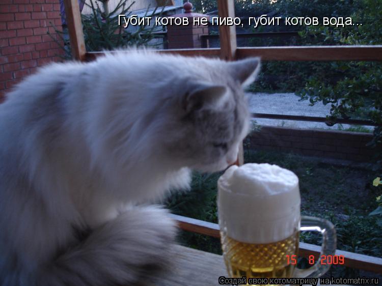 Котоматрица: Губит котов не пиво, губит котов вода...