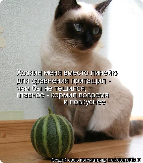 Хозяин меня вместо линейки для сравнения притащил - чем бы не тешился, главное - кормил вовремя и по... Котоматрица: Хозяин меня вместо линейки для сравнения притащил - чем бы не тешился, главное - кормил вовремя и повкуснее
