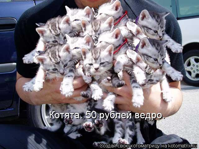Котята. 50 рублей ведро.... Котоматрица: Котята. 50 рублей ведро.