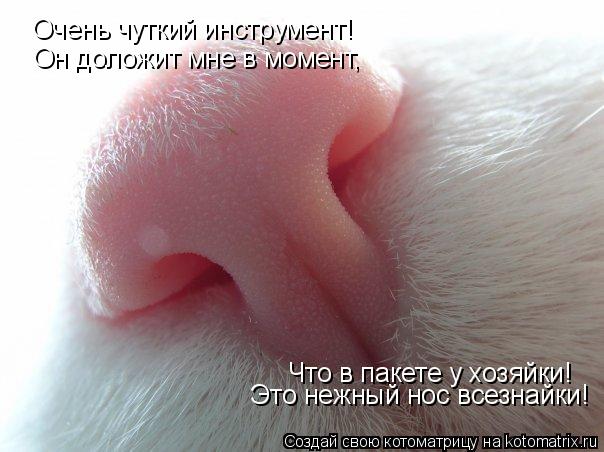 Очень чуткий инструмент! Он доложит мне в момент, Что в пакете у хозяйки! Это нежный нос всезнайки!... Котоматрица: Очень чуткий инструмент! Он доложит мне в момент, Что в пакете у хозяйки! Это нежный нос всезнайки!