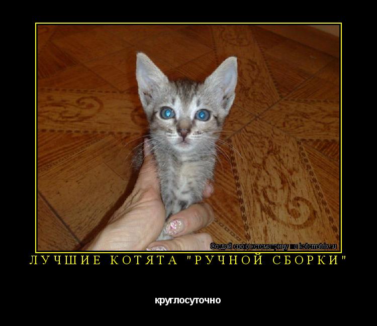 Котоматрица: Лучшие котята "ручной сборки" круглосуточно