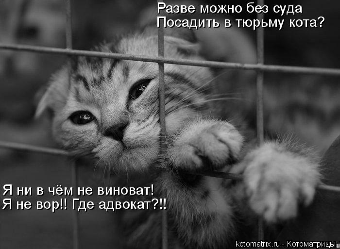 Разве можно без суда Посадить в тюрьму кота? Я ни в чём не виноват! Я не вор!! Где адвокат?!!... Котоматрица: Разве можно без суда Посадить в тюрьму кота? Я ни в чём не виноват! Я не вор!! Где адвокат?!!