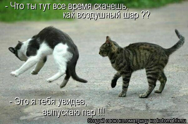 - Что ты тут все время скачешь, как воздушный шар ?? - Это я тебя увидев, выпускаю пар !!!... Котоматрица: - Что ты тут все время скачешь, как воздушный шар ?? - Это я тебя увидев, выпускаю пар !!!