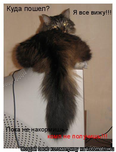 Котоматрица: Куда пошел? Я все вижу!!! Пока не накормишь - комп не получишь!!!