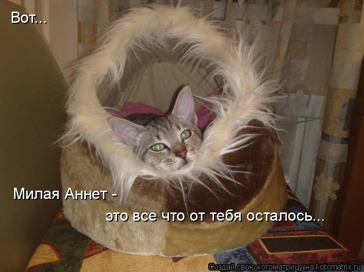 Котоматрица: Вот... Милая Аннет -  это все что от тебя осталось...