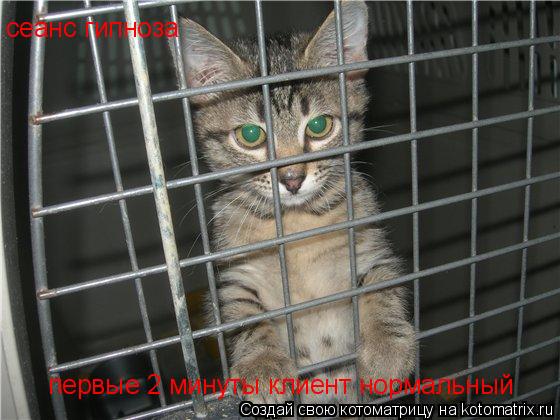 Котоматрица: сеанс гипноза первые 2 минуты клиент нормальный