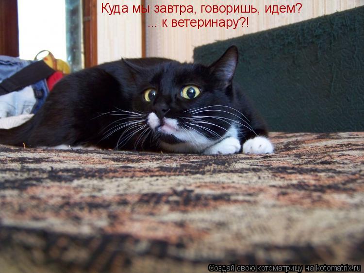 Котоматрица: Куда мы завтра, говоришь, идем? ... к ветеринару?!