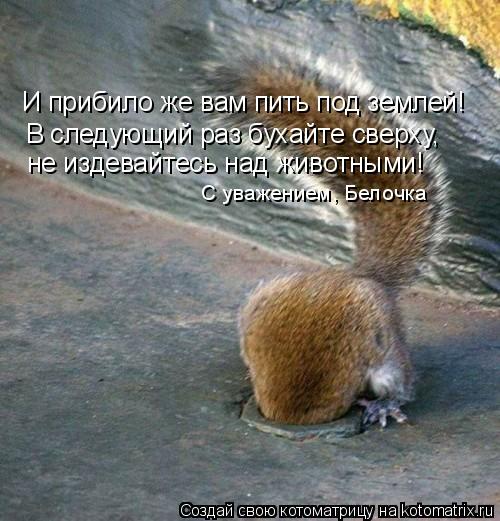 И прибило же вам пить под землей! В следующий раз бухайте сверху, не издевайтесь над животными! С ува... Котоматрица: И прибило же вам пить под землей! В следующий раз бухайте сверху, не издевайтесь над животными! С уважением, Белочка