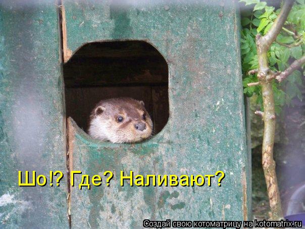 Шо!? Где? Наливают?... Котоматрица: Шо!? Где? Наливают?