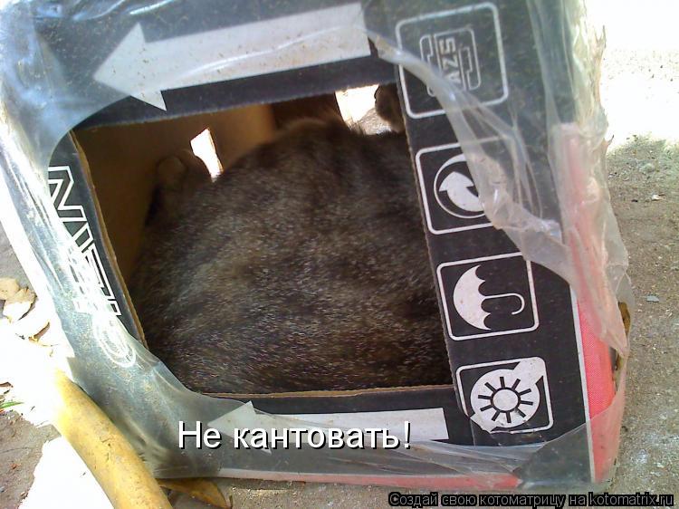 Не кантовать!... Котоматрица: Не кантовать!