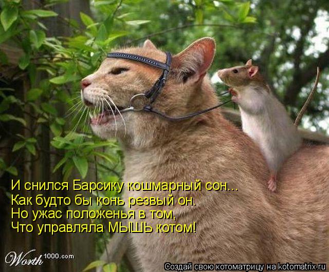 И снился Барсику кошмарный сон... Как будто бы конь резвый он. Но ужас положенья в том, Что управляла... Котоматрица: И снился Барсику кошмарный сон... Как будто бы конь резвый он. Но ужас положенья в том, Что управляла МЫШЬ котом!