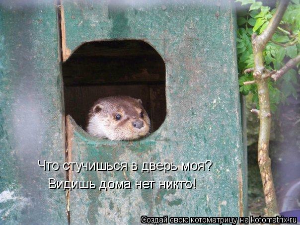 Что стучишься в дверь моя? Видишь дома нет никто!... Котоматрица: Что стучишься в дверь моя? Видишь дома нет никто!