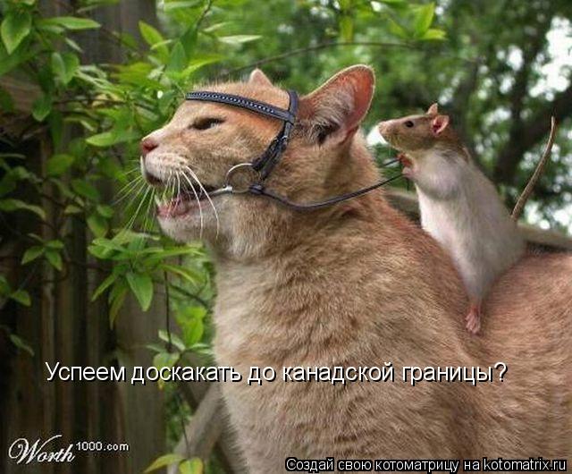 Успеем доскакать до канадской границы?... Котоматрица: Успеем доскакать до канадской границы?