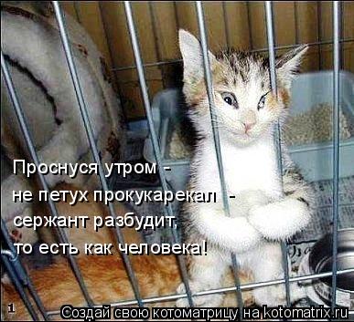 Проснуся утром - не петух прокукарекал - сержант разбудит, то есть как человека!... Котоматрица: Проснуся утром - не петух прокукарекал - сержант разбудит, то есть как человека!