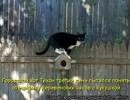 специфику деревенских часов с кукушкой... Городской кот Тихон третий день пытался понять... Котоматрица: специфику деревенских часов с кукушкой... Городской кот Тихон третий день пытался понять