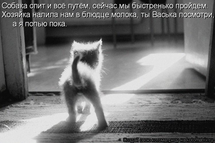 Котоматрица: Собака спит и всё путём, сейчас мы быстренько пройдем. Хозяйка налила нам в блюдце молока, ты Васька посмотри, а я попью пока.