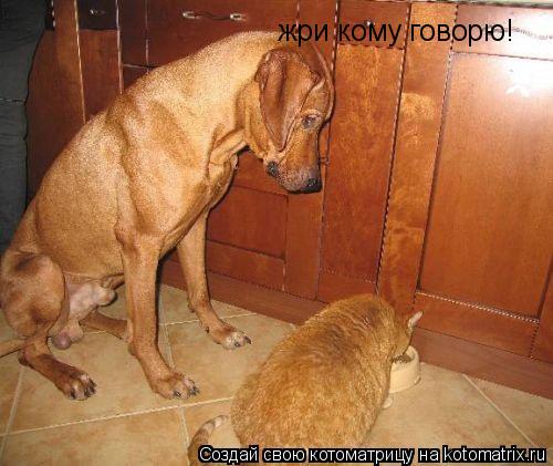Котоматрица: жри кому говорю!