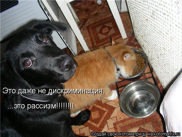 Котоматрица: Это даже не дискриминация, ...это рассизм!!!!!!!!