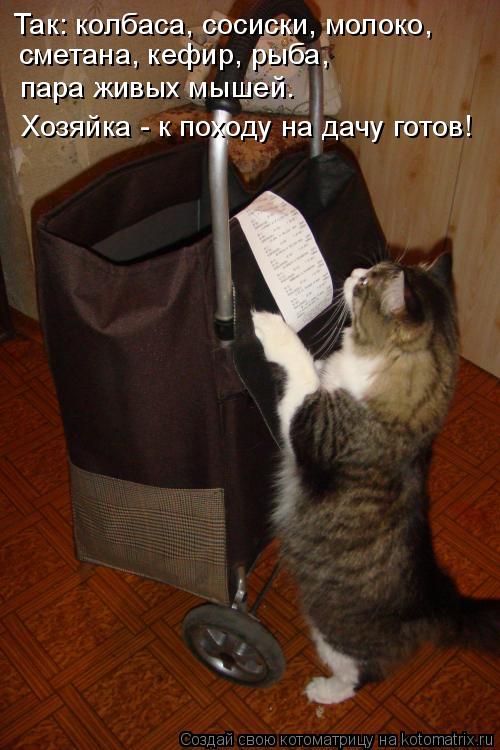 Так: колбаса, сосиски, молоко, сметана, кефир, рыба, пара живых мышей. Хозяйка - к походу на дачу г... Котоматрица: Так: колбаса, сосиски, молоко, сметана, кефир, рыба, пара живых мышей. Хозяйка - к походу на дачу готов!
